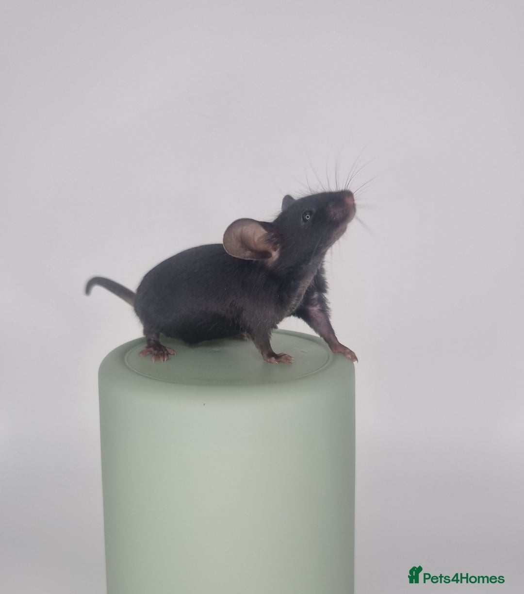 Mouse rodents for sale: Fancy Mice - Image 6