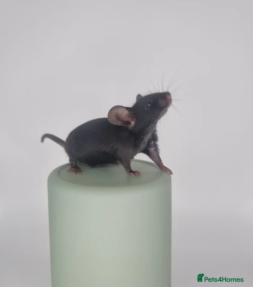 Mouse rodents for sale: Fancy Mice - Advert 8