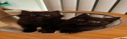 British Shorthair cats for sale: BRITISH SHORTHAIR DOLLS READY NOW! in Uxbridge - Advert 18