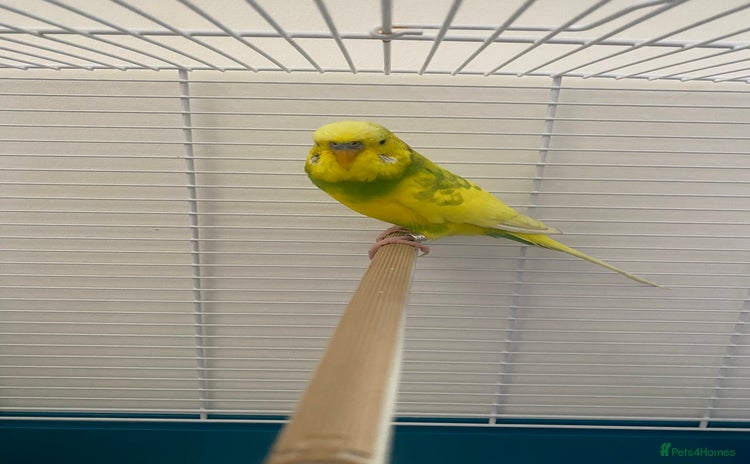 Budgerigars birds - Advert 1