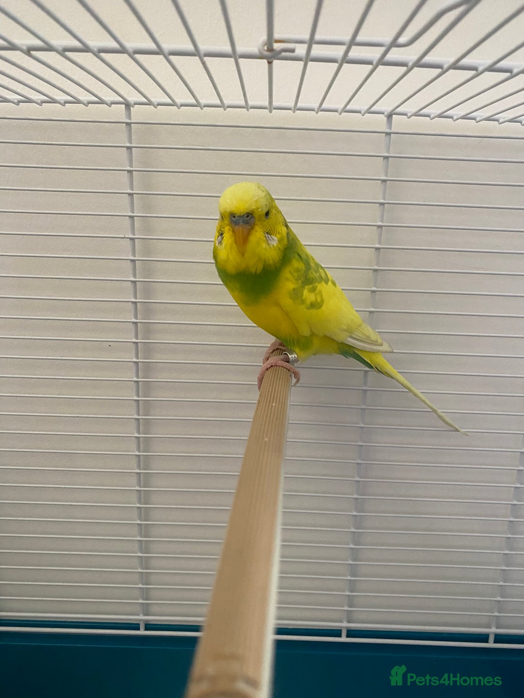 Budgerigars birds for sale: Beautiful boy yellow and green  - Image 1