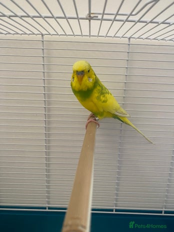 Budgerigars birds - Advert 2