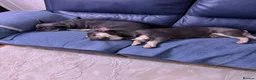 French Bulldog dogs for sale: Mother and daughter French bulldog up for sale  - Advert 2