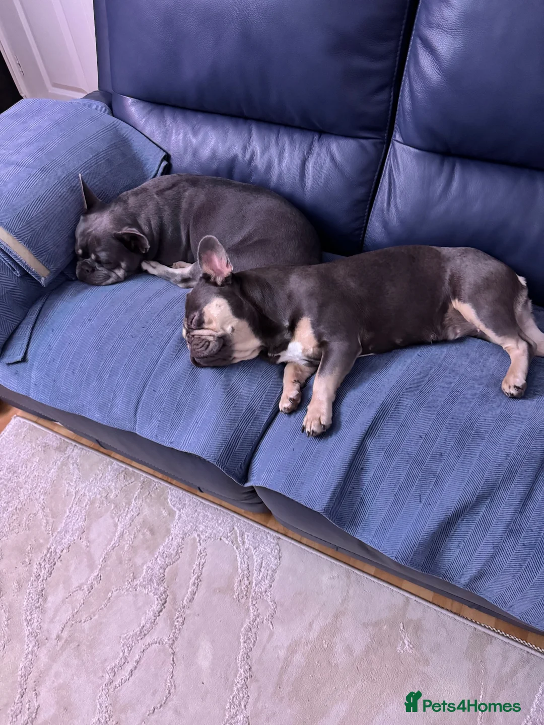French Bulldog dogs for sale: Mother and daughter French bulldog up for sale  - Advert 2