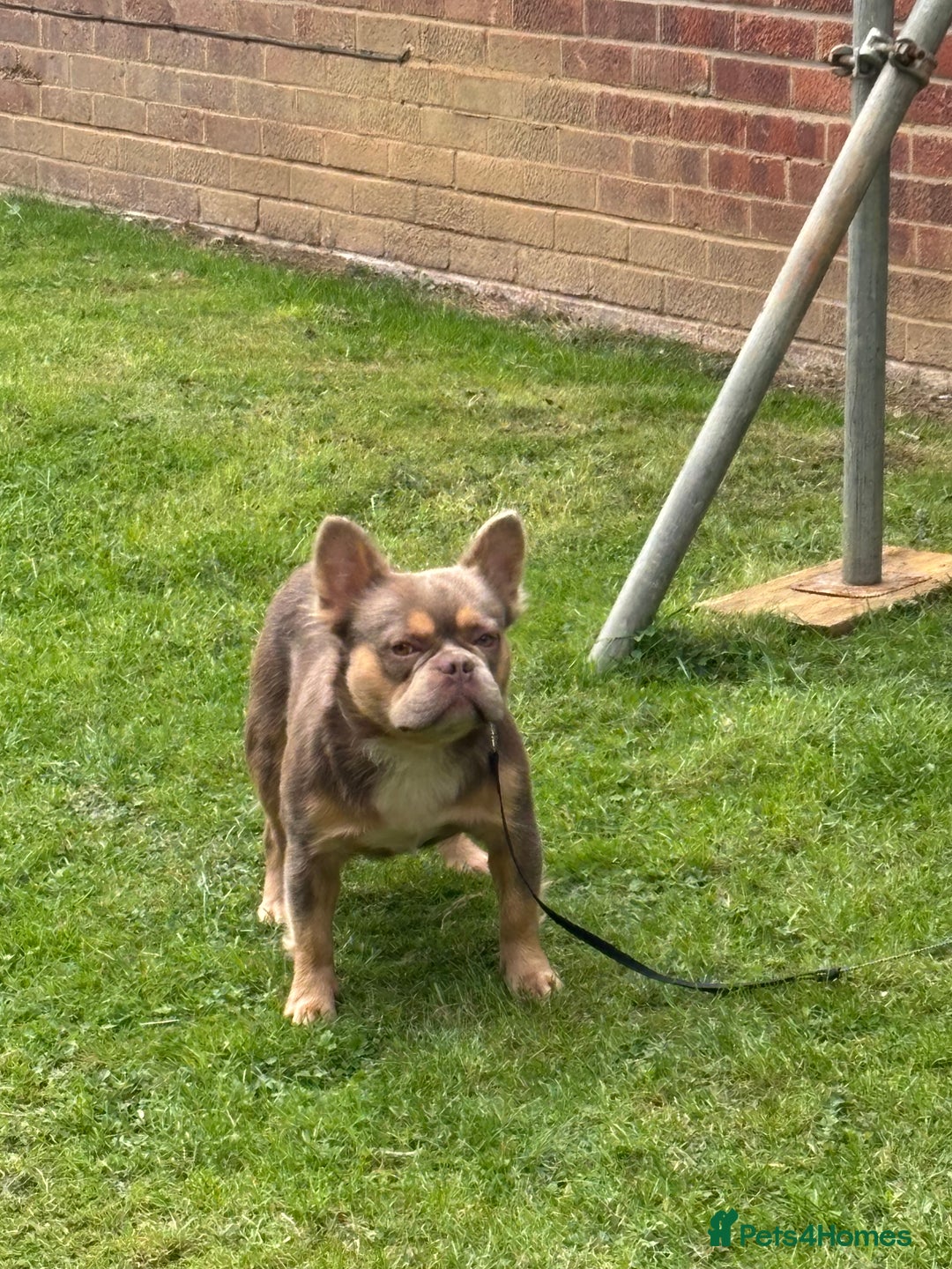 French Bulldog dogs for stud: Fluffy French bulldog (lion Maine) - Image 3