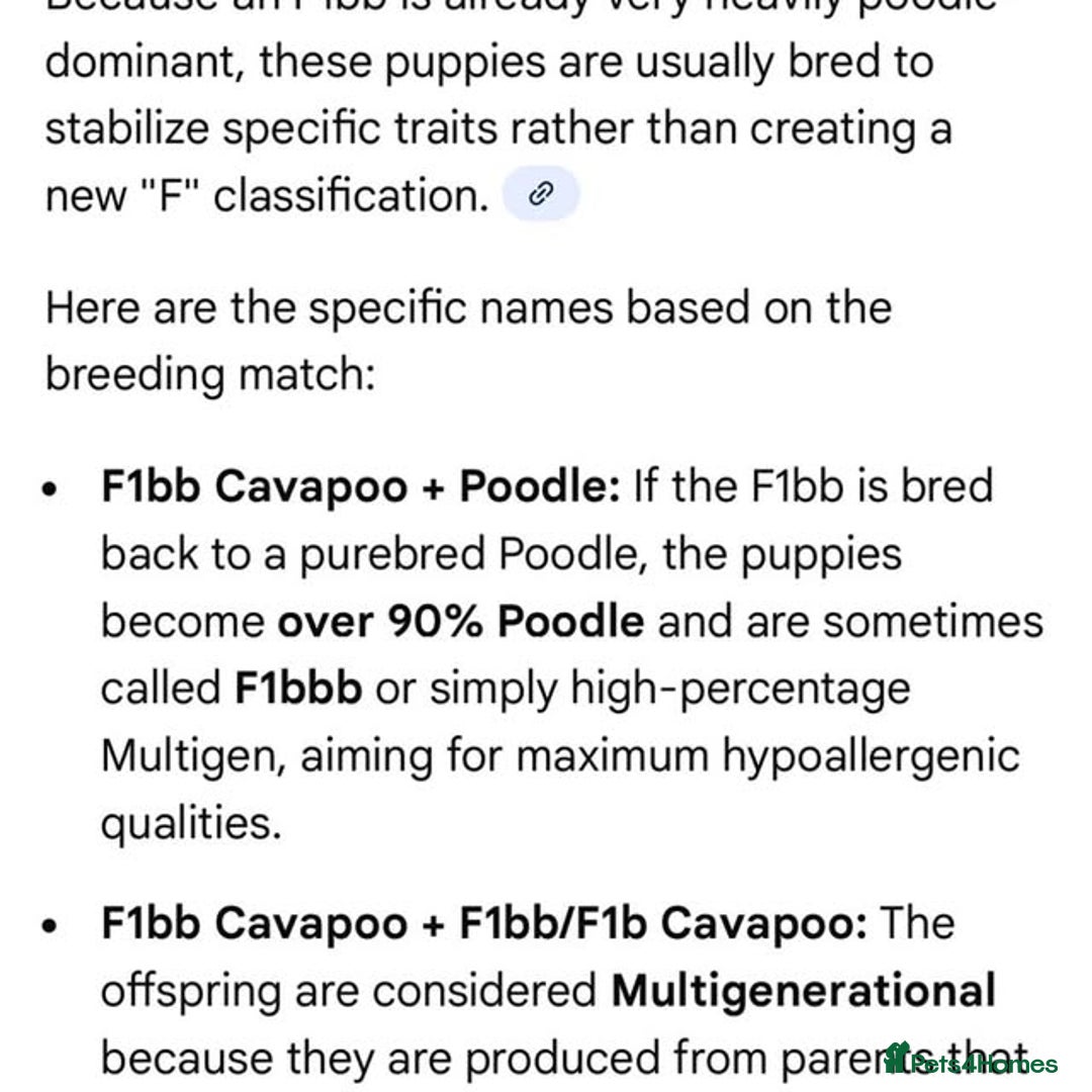 Cavapoo dogs for sale: Stunning Cavapoo Puppies - Advert 26