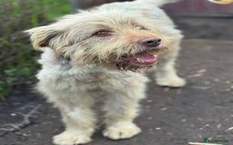 Mixed Breed dogs for adoption: SZITA, a Lovely Big Girl - for a Loving Home - Image 5