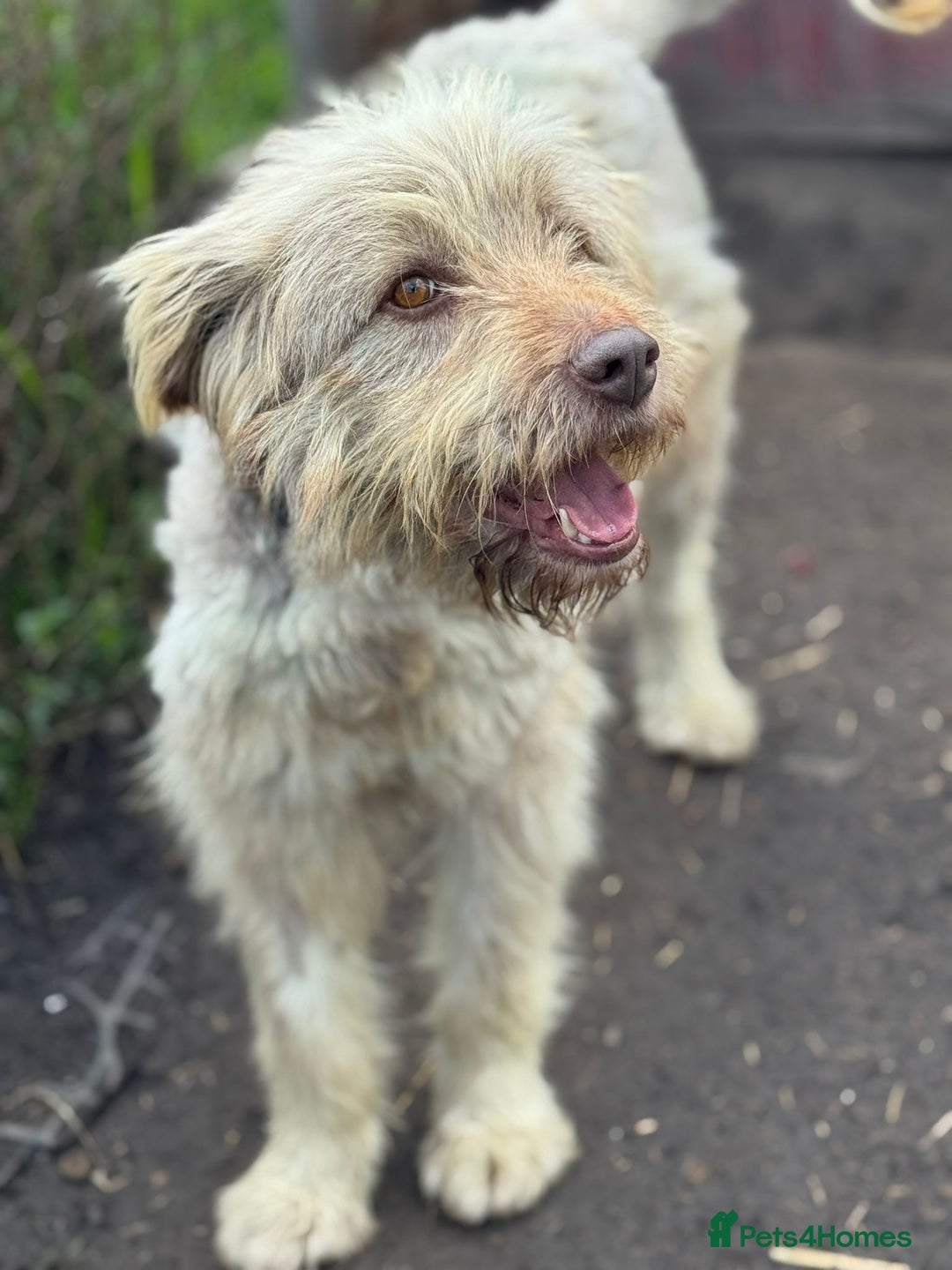 Mixed Breed dogs for adoption: SZITA, a Lovely Big Girl - for a Loving Home - Image 5