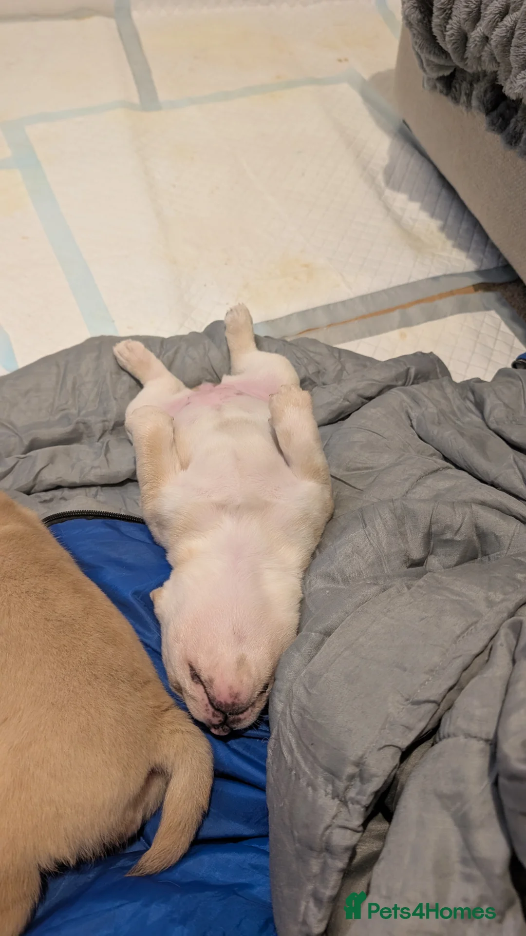 Mixed Breed dogs for sale: 3x Female French Bulldog X Chow Chow puppies.   - Advert 27