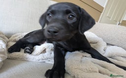 Labrador Retriever dogs for sale: Last black lab bitches available  - Image 22