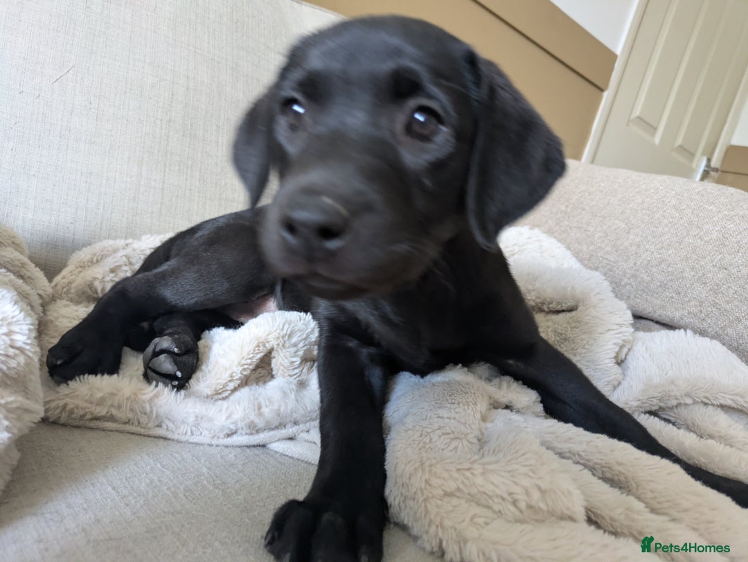 Labrador Retriever dogs for sale: Last black lab bitches available  - Image 22