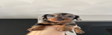 Miniature Dachshund 5