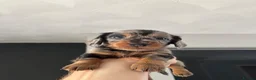 Miniature Dachshund dogs for sale: Miniature dachshunds  - Advert 8