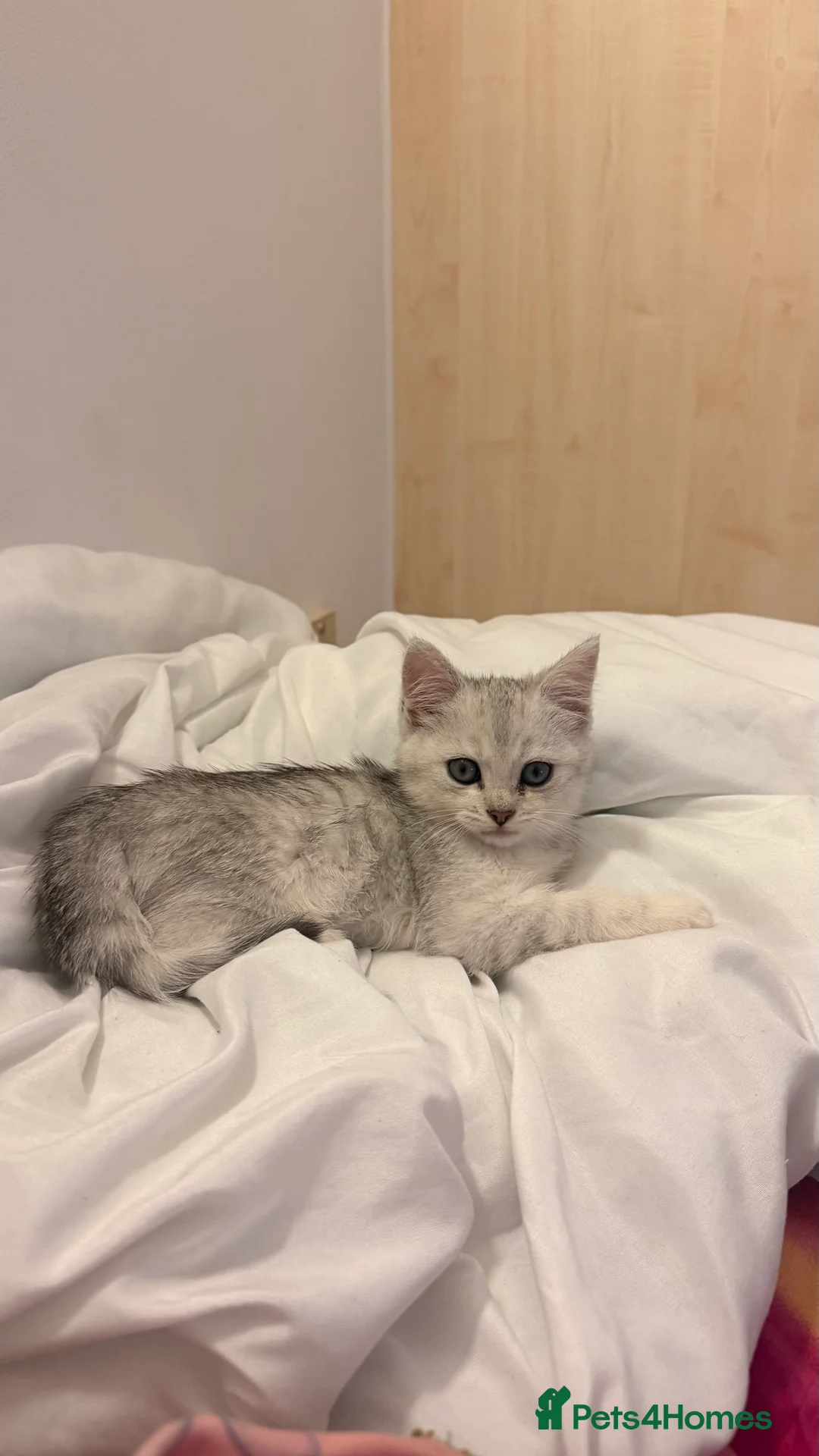 British Longhair cats for sale: Mixed British Long Hair - Advert 2