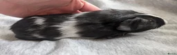 Guinea Pig rodents for sale: Guinea pigs boars and sows available  - Advert 15