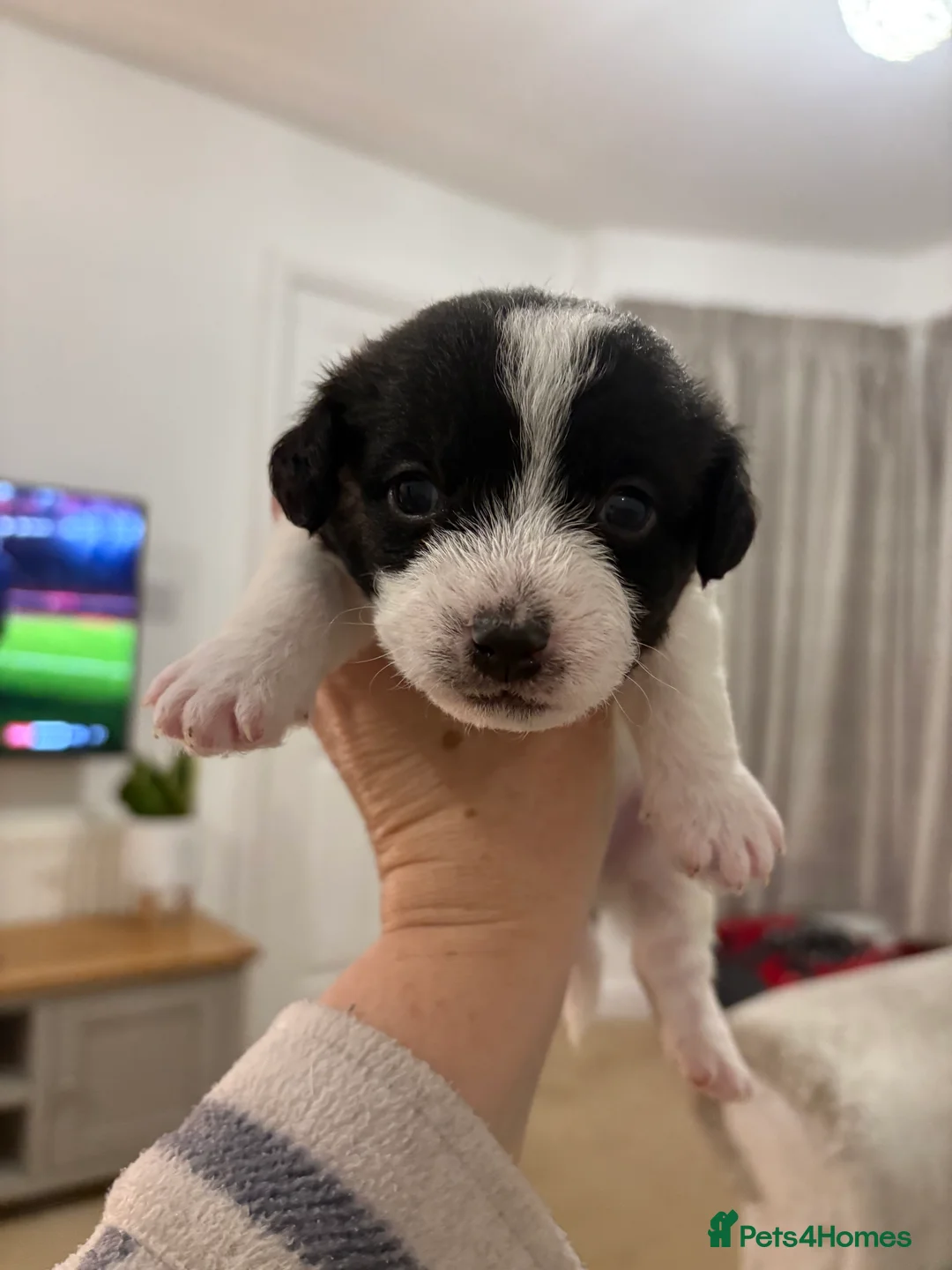 Mixed Breed dogs for sale: Adorable Jack Russell x Zoochon Puppies - Advert 9