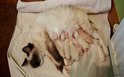 Ragdoll cats for sale: The last three cuddles - Image 8