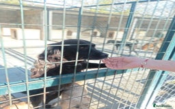 Mixed Breed dogs for adoption: Frida, 5-6 yrs approx. Available for adoption. - Advert 4