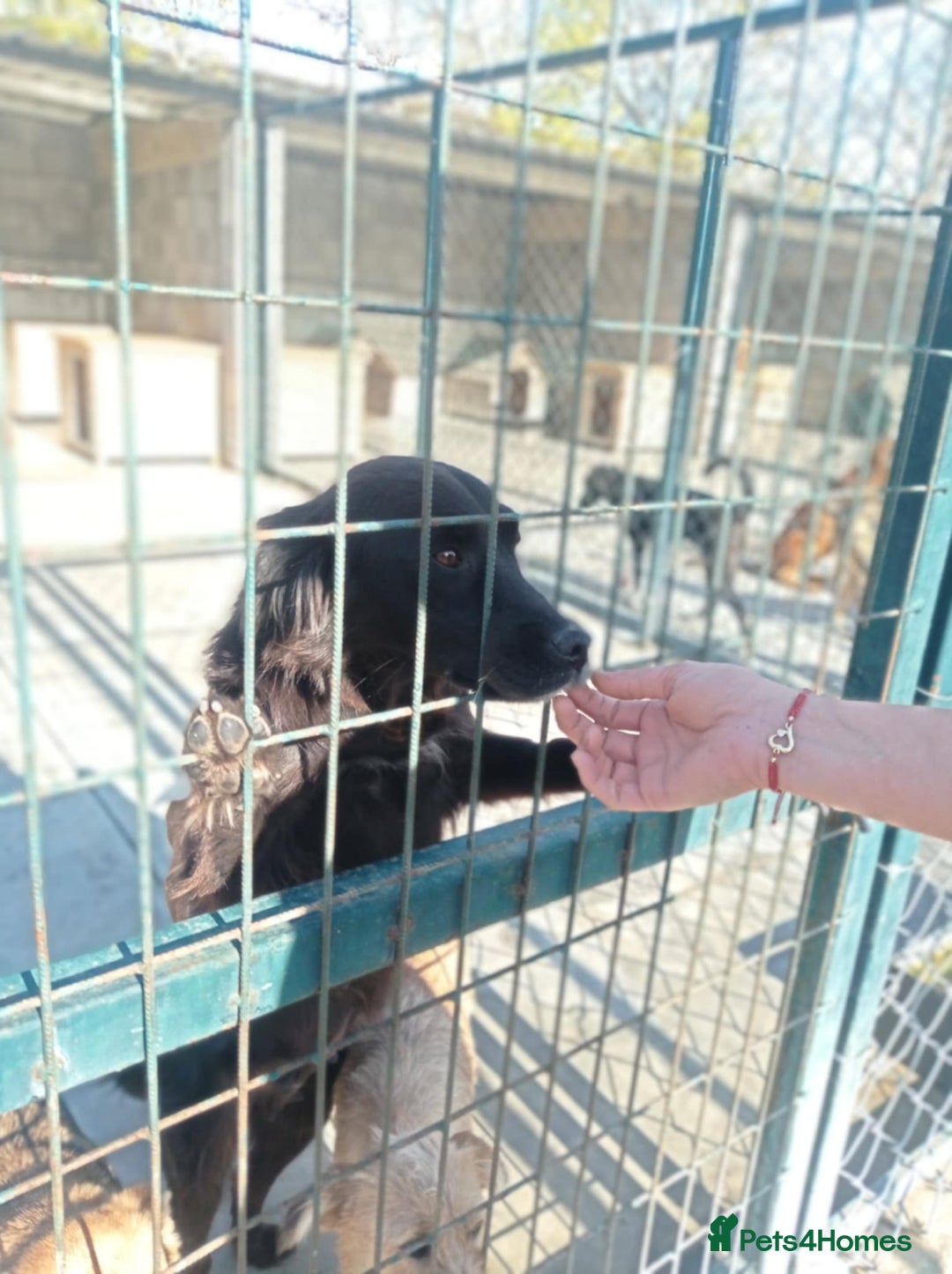 Mixed Breed dogs for adoption: Frida, 5-6 yrs approx. Available for adoption. - Advert 4