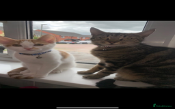 Domestic Shorthair cats for sale: Beautiful kittens  - Image 8