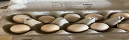 Pheasants poultry for sale: Golden Pheasant eggs - Advert 1