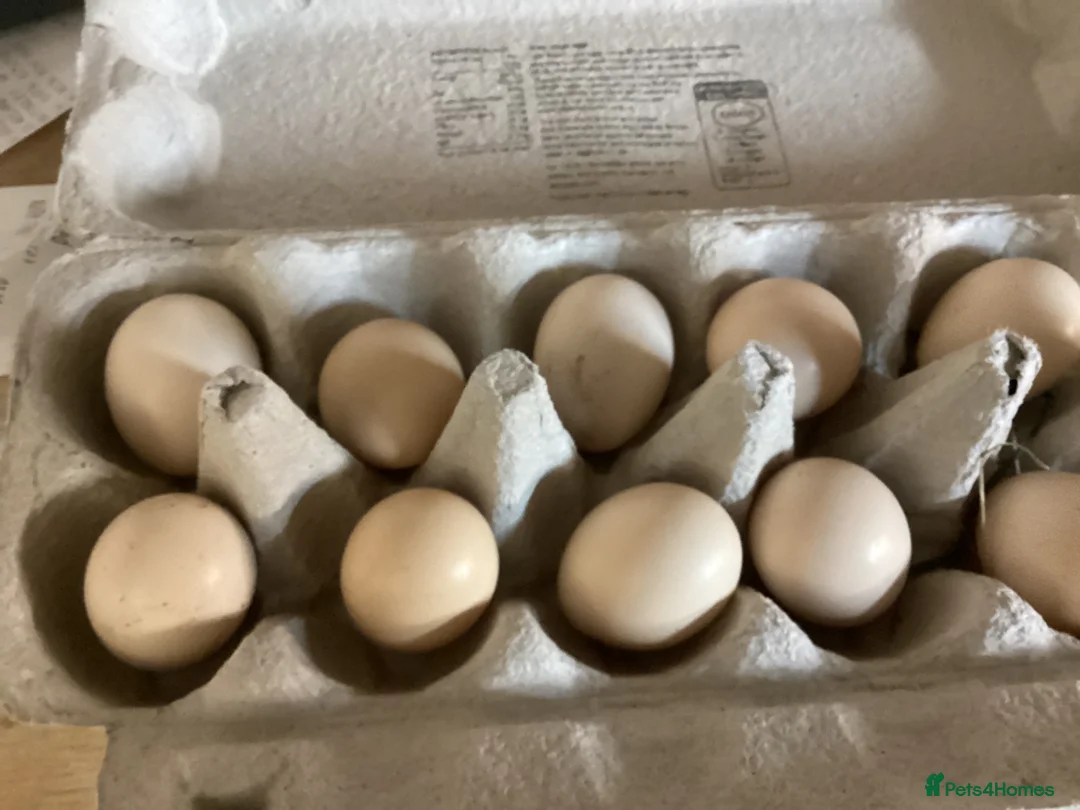 Pheasants poultry for sale: Golden Pheasant eggs - Advert 1