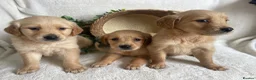 Golden Retriever dogs for sale: KC DNA TESTED GOLDEN RETRIEVERS - Advert 4