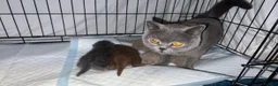 British Shorthair cats for sale: British Shorthairs  - Advert 5