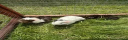 Guinea Pig rodents for sale: Baby Guinea pigs! - Advert 10