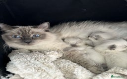 Ragdoll cats for sale: Ragdoll Bluepoint kittens  - Image 4