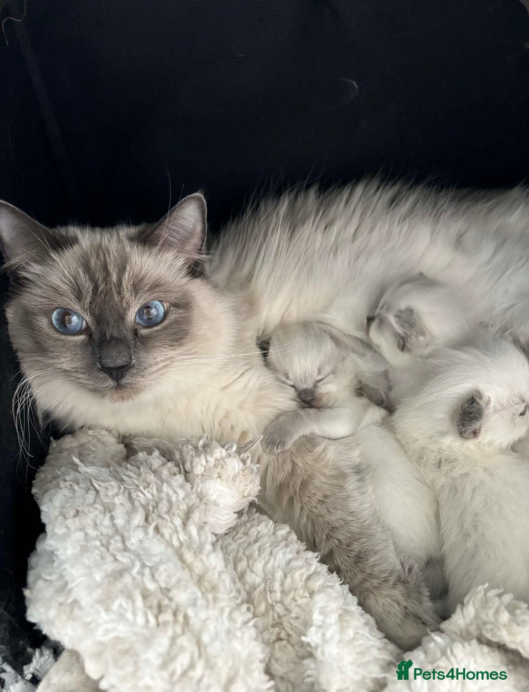 Ragdoll cats for sale: Ragdoll Bluepoint kittens  - Image 4
