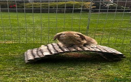 Mini Lop rabbits for sale: mini lops  - Image 4