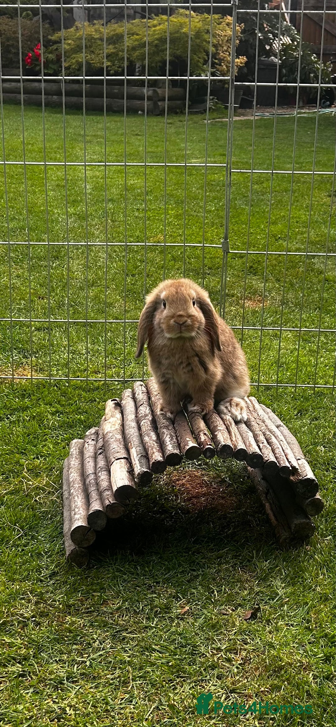 Mini Lop rabbits for sale: mini lops  - Image 4