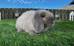 Mini Lop rabbits for sale: Mini Lop Boy (Buck) Named Teddy 14 weeks old - Image 4