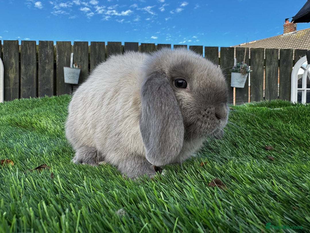 Mini Lop rabbits for sale: Mini Lop Boy (Buck) Named Teddy 14 weeks old - Image 4