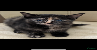 Mixed Breed cats - Advert 13