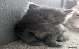 Maine Coon cats for sale: Maine Coon Kittens - Image 7