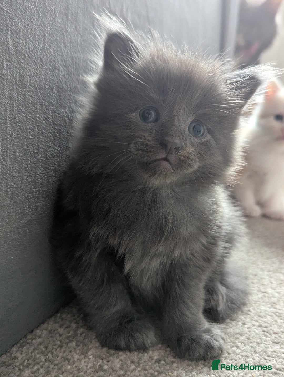 Maine Coon cats for sale: Maine Coon Kittens - Image 7