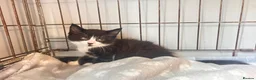 Mixed Breed cats for sale: Siamese x ragdoll x Maine coon kittens  - Advert 13