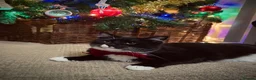 Domestic Shorthair cats for sale: REHOME - Beautiful Tuxedo Male  in Tamworth - Advert 5