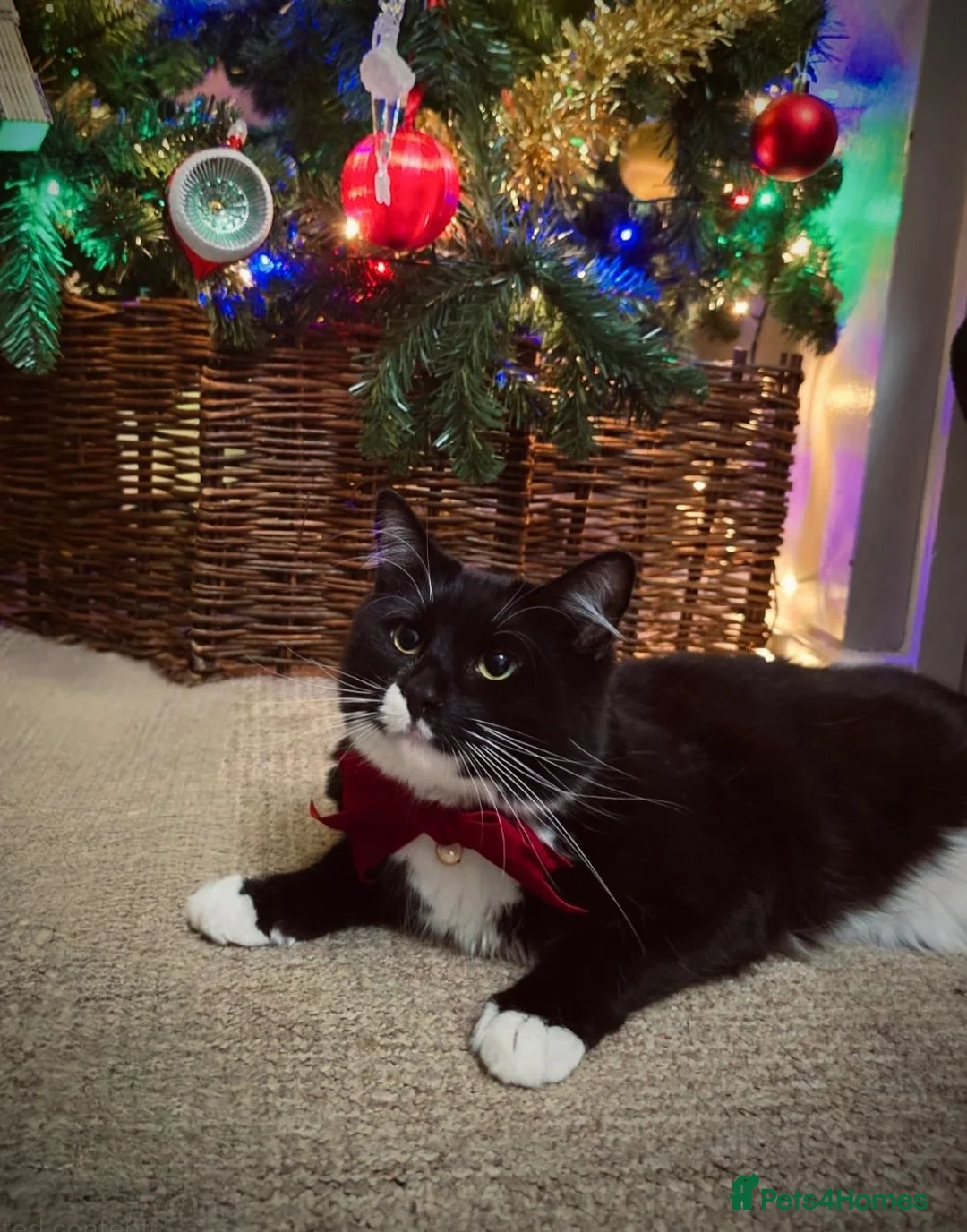 Domestic Shorthair cats for sale: REHOME - Beautiful Tuxedo Male  in Tamworth - Advert 5