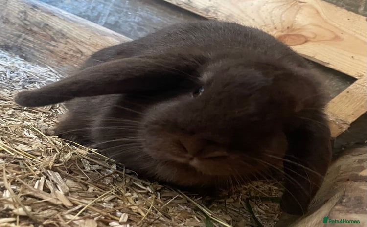 Mini Lop rabbits - Advert 7