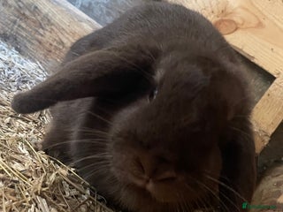 Mini Lop rabbits - Advert 12