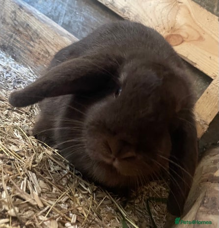 Mini Lop rabbits - Advert 5