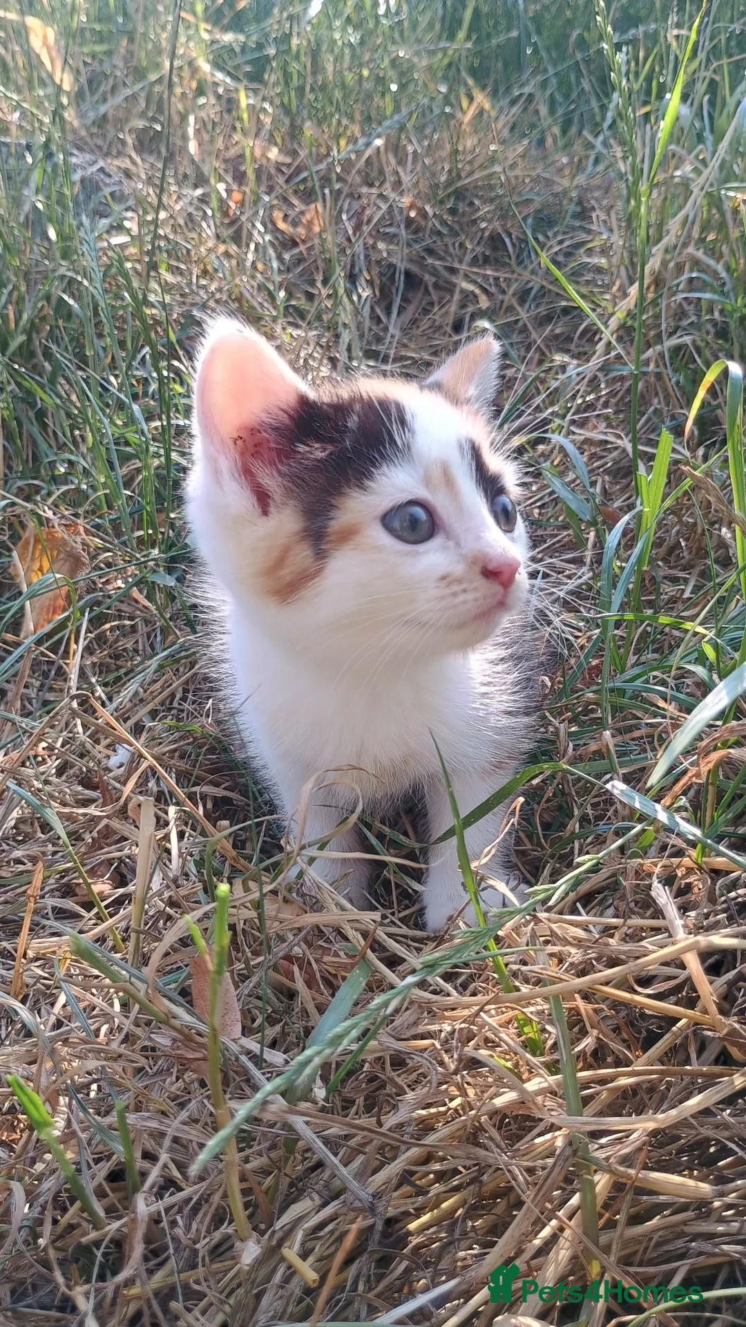 Mixed Breed cats for sale: 4 beautiful kittens for sale - Advert 2