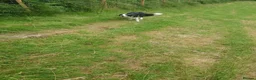 Border Collie dogs for sale: Border collie dogs for sale  in Machynlleth - Advert 9