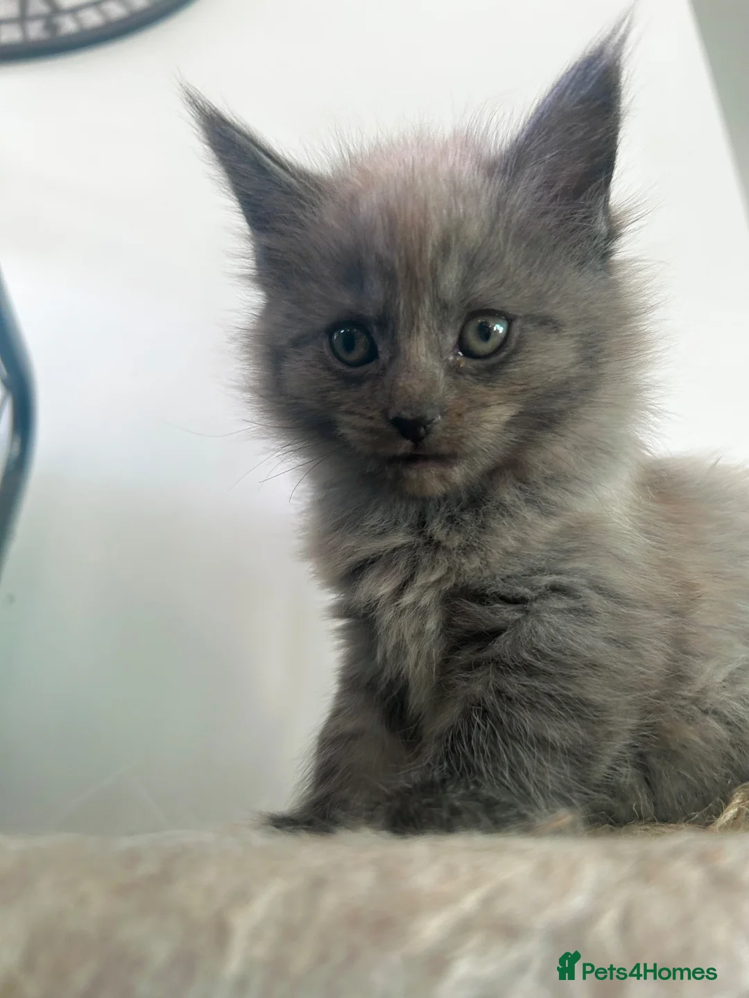 Maine Coon cats for sale: MAINE COON KITTENS FOR SALE 🐺🩶 - Advert 14