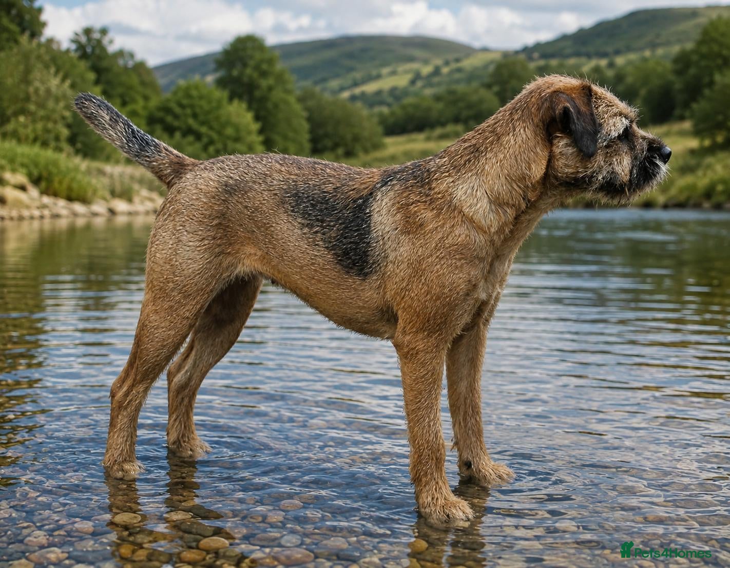 Border Terrier dogs 20 months old kc registered female border terrier - Advert 5