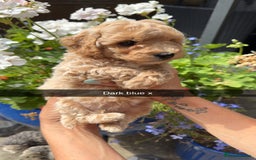 Poochon dogs for sale: Poochon Puppies - Image 23