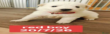 Red Collar Boy